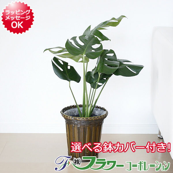 【送料無料】観葉植物 モンステラ 6号サイズ 選べる鉢カバー付き【インテリア/室内/人気/…...:flower-corp:10000172