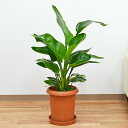 観葉植物 ストレチア・オーガスタ 中鉢(8号)【インテリア/室内/人気/お祝い/ギフト/プレゼント/開店祝い/新築祝い/誕生日祝い/結婚祝い/中型】