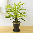 【送料無料】観葉植物 観音竹(カンノンチク) 綾錦 5号【敬老の日/インテリア/人気/お祝い/ギフト/プレゼント/開店祝い/新築祝い/誕生日祝い/結婚祝い/おしゃれ/スタイリッシュ/小型】