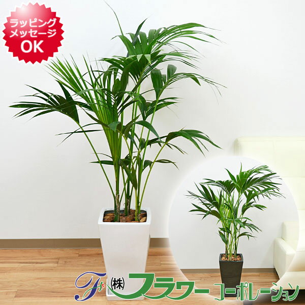 観葉植物 ケンチャヤシ スクエア陶器鉢植え 8号サイズ【インテリア/人気/お祝い/ギフト/…...:flower-corp:10000541