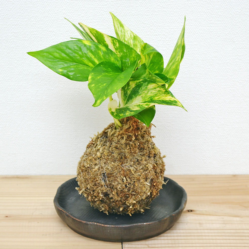 観葉植物苔玉 ポトス(オウゴンカズラ) 陶器皿付き...:flower-corp:10000875