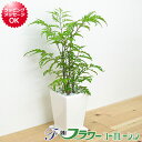 【送料無料】観葉植物 ポリシャス スクエア陶器鉢植え 3号【インテリア/室内/人気/お祝い/ギフト/プレゼント/開店祝い/新築祝い/誕生日祝い/結婚祝い/お試し/小型】