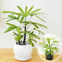 【送料無料】観葉植物 観音竹(カンノンチク) 綾錦 ボール型陶器鉢植え 5号【インテリア/人気/お祝い/ギフト/プレゼント/開店祝い/新築祝い/誕生日祝い/結婚祝い/おしゃれ/スタイリッシュ/小型】