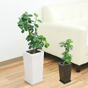 観葉植物 パンダガジュマル スクエア陶器鉢植え 6号サイズ【インテリア/室内/人気/お祝い/ギフト/プレゼント/開店祝い/新築祝い/誕生日祝い/結婚祝い/おしゃれ/スタイリッシュ/中型】