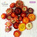 ハーバリウムに! ヘリクリサム(黄・オレンジ系) 約20個ドライフラワー、花素材(別名:貝殻草、ムギワラギク、麦わら菊、帝王貝細工)飛騨の当店の畑から獲れました。生産から加工まですべて手づくりです