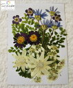 【S-782】押し花 花材 いろいろセットクモマグサ3枚、フ...