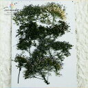 【S-368】ユウギリソウ(夕霧草)20本押し花額やレジンアクセサリー制作などハンドメイド素材として人気です押し花素材・押し花パック飛騨で手作りしています。国産品の安心品質です!