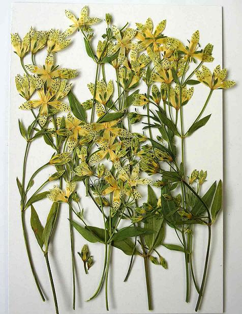 押し花素材アケボノソウ15本かわいい黄色の花素材。天然の色をお楽しみください。【押し花パック】