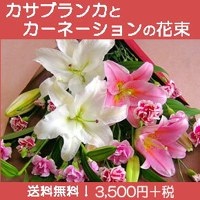 JTuJƃJ[l[V̉ԑ̓Mtg\񏳂蒆