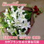 カサブランカの大きな花束高品質のカサブランカをお届けします【御祝】【記念日】【御供】【お盆】