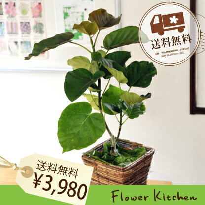 (観葉)ウンベラータ　の鉢植え【税別3,980円】育てやすい☆季節の花鉢シリーズ 苗木/鉢…...:flowerkitchen:10001804