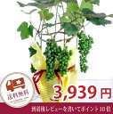 2013☆季節の花鉢シリーズ父の日・ブドウ鉢植え早割 父の日ギフト2013 父の日ギフト ★生花 父の日2013-ブドウ単鉢 早割 父の日ギフト2013 送料無料★父の日プレゼント/到着後レビュー記入でお買い得！