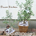 【オリーブ 実がなりやすい2品種セット】【まとめ買い】送料無料【オリーブ 5号鉢&6号鉢セット】ギフト ★観葉植物 【楽ギフ_包装】オリーブの木/2品種/苗木/鉢植え/販売/誕生日/開店/引越/祝い/引越祝/新築祝い/インテリア/水合わせの儀/オリーブセット