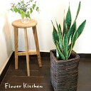 (観葉)『 選べる観葉植物 + スタンドカゴ 』【送料無料】...