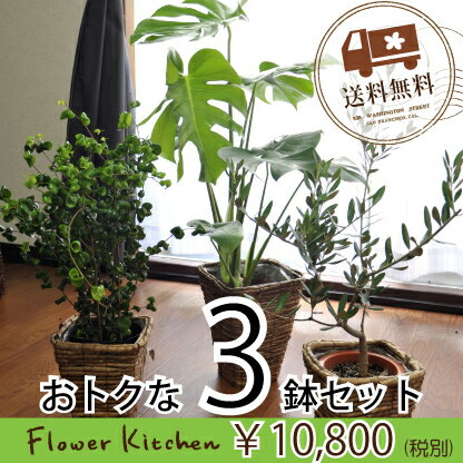 (観葉)【ポイント10倍】お得な【まとめ買い】観葉植物3鉢セットお買い得/選べる1万円鉢シ…...:flowerkitchen:10001171