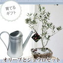 (観葉)ギフト『 オリーブ5号 茶かご付き + IKEAジョウロ シルバー セット 』 【オリーブ】【送料無料】【RCP】★観葉植物 【楽ギフ_包装】オリーブの木/苗木/鉢植/販売/祝/オリーブの実/【あす楽_日曜営業】【SOUJU/創樹】/ikea/FKTK/