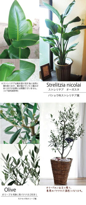 ★楽天1位観葉植物★パキラの鉢植え7号鉢選べる観葉植物【カゴ付き】【受け皿付き】育てやすい☆季節の花鉢シリーズ/鉢植え/販売/誕生日/開店/引越し/祝い/引越し祝い/新築祝い/インテリア【送料無料】【楽ギフ_包装】観葉【モダン】【SALE】