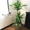 花 観葉植物 観葉植物 通販検索 いつも気楽に