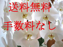 朝10時までのご注文で当日お届け!※お届け先近くのお花屋さんがお届け致します。(当店からのお届けではございません)当日配達お花屋さんの手渡し特急便胡蝶蘭 21000円