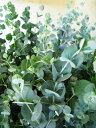 花粉症の薬より効くかも!?自然の力で治そう。育てやすいからビギナーさんでも安心♪花粉症退治や殺菌作用に優れています!ユーカリの苗 3.5号ポット