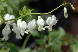 白いハート形のお花がかわいらしい☆さわやかな木陰を演出してくれます！白花<strong>タイツリソウ</strong>　【山野草】