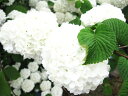 オオテマリ【落葉状態です】白くてボリュームのあるお花がお庭を...