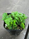 (観葉植物)ハーブ苗 レモンバーム 3号(1ポット) 家庭菜園 北海道冬季発送不可
