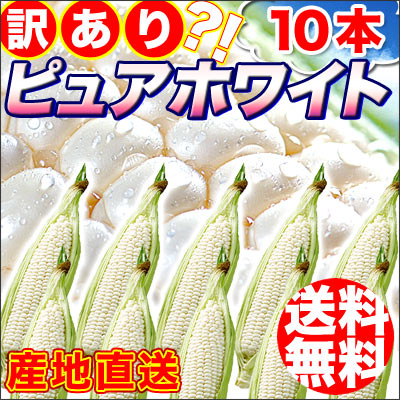 訳あり登場！北海道産幻の白いとうもろこし「ピュアホワイト」10本前後！（冷蔵)幻の激甘野菜を訳あり特価で！