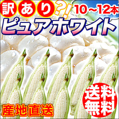 【送料無料】【わけあり・ワケアリ】【産地直送】訳あり登場！北海道産幻の白いとうもろこし「ピュアホワイト」10〜12本前後！（冷蔵)