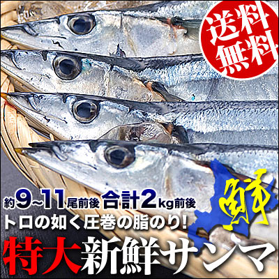 高鮮度でトロの如く圧巻の脂のり！新鮮生送り特大新鮮サンマ2kgで約9〜11尾入(1尾あたり181g〜222g)(さんま)(秋刀魚)(冷蔵)鮮度抜群の秋味覚を産地直送！