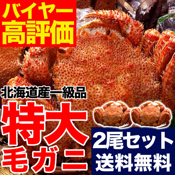 【超早割】豪華特大毛ガニ約570g2尾セット(合計約1.1kg)【送料無料】【北海道/オホーツク】堅と言われる一級品質(ボイル加熱済み)(冷凍)[カニミソ/毛ガニ/毛がに/毛蟹/堅ランク]【smtb-td】