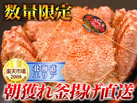 毛蟹漁が行われる春限定の獲れたて直送毛蟹！【期間限定】【数量限定】最高級北海道雄武産朝獲れ釜あげ毛蟹の激レア極少数の超特大サイズ約800g前後