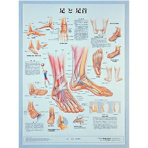足と足首　パネル入(SR-121B)