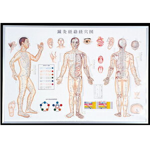 鍼灸経路経穴図　(鍼灸経絡系穴図) ポスター (SR-412)