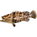 FRPアニマルオブジェ ヤイトハタ 置物 動物 魚 ニセヒトミハタ 水族館 店舗 カフェ 喫茶店 レストラン 飲食店 インテリア イベント ディスプレイ 実物大 等身大 リアル 【whlny】