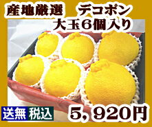 デコポン 大玉 6個入り セット 【送料無料】【あす楽対応】【楽ギフ_包装】【楽ギフ_のし宛書】【楽...:fruits-bomber:10000054