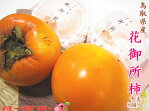 先行予約受付中 花御所柿中玉8個セット★柿かきカキ