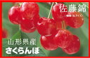 【送料無料】山形村山市・東根市産 「さくらんぼ(佐藤錦)」【特秀】大粒 2Lサイズ 1キロ【お中元ギフト・贈答用】【6月20日〜6月30日発送日付指定不可】
