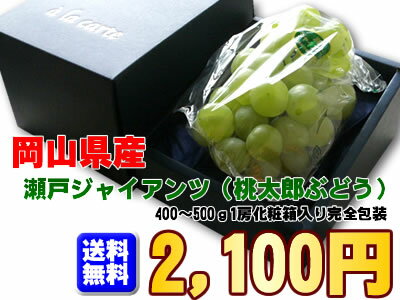 【全国送料無料】皮ごと食べられてたねなし！岡山の名産桃太郎ぶどうこと[瀬戸ジャイアンツ1房]【smtb-k】【ky】【京都●GB】【京都●送料0901】【駅伝_送料無料】【駅伝_セール】【駅伝_無制限】9月初旬からの商品発送です