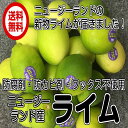 送料無料 クール便(冷蔵便 ニュージーランド イエローライム 5kg)約60玉~70玉 ポストハーベスト農薬不使用 青果 沖縄・離島は配送不可