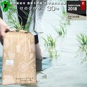 特別栽培米 30年産 熊本県産 ひのひかり 30kg 小分け対応/お米/熊本県産ヒノヒカリ