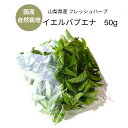 国産 ハーブ 山梨県産 フレッシュハーブ 【イエルバブエナ】50g 自然栽培 富士山 無農薬 キューバミント シングルハーブ ハーブティー お茶 カクテル モヒート トッピング 飾りつけ スイーツ サラダ 製菓材料 デイリー おうち時間 herb tea mint