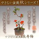 やさしい盆栽秋シリーズとても縁起の良い大人気の盆栽【ポイント5倍】やさしい盆栽　長寿梅