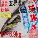 天然 ぶり 寒ブリ 嫁ブリ 長崎県壱岐産 6kg〜6.9kg...