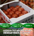 熊本産 塩トマト 1.7kg 高糖度プレミアム桃太