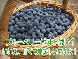 生ブルーベリー1kg【送料無料】【ラッピング不可】