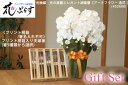 《結婚祝い》花ぷらす《桐箱入り夫婦箸》エレガント胡蝶蘭箸5種類から選択452A80-hashi2ギフトセット(桐箱プリント)【楽ギフ_名入れ】還暦祝い/誕生祝い/結婚記念日記念品/金婚式/光の楽園flowerフラワー/こちょうらん コチョウラン
