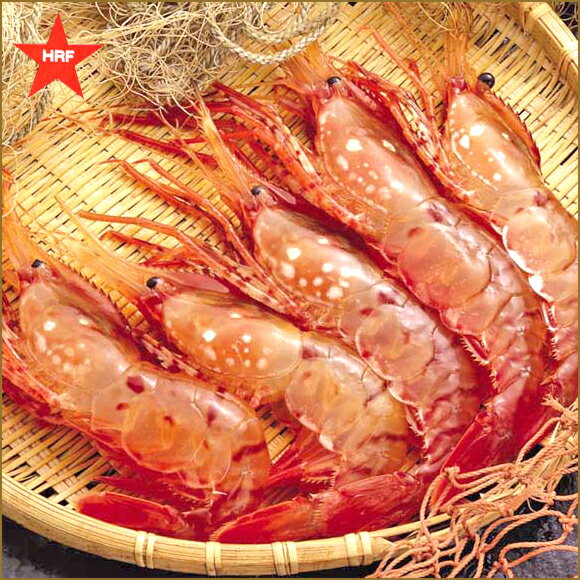 礼文島産ボタンエビ（生）特大 500g (6尾前後)夏季6月〜9月期間限定販売最高級北海道礼文島船泊ブランド鮮度抜群！厳選素材！礼文島からとれたてを産地直送