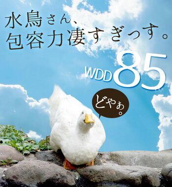 組布団/布団セット【送料無料!】ニューゴールドラベル国産【日本製】生成無地ホワイトダウン80%羽毛掛布団・厚み8cm国産【日本製】プロファイル合繊敷布団・ウォッシャブル枕の3点セットアイボリー送料無料【RCP】