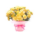母の日ギフト 鉢植えのお花 カーネーション ハニークリーム 送料無料 母の日 花 鉢植え お花 母 贈り物 プレゼント お祝い フラワー